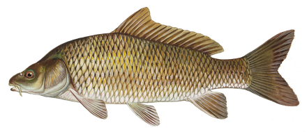 Common Carp Png (black)