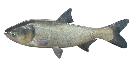 Common Carp Transparent Png (gray, white, indigo, silver)