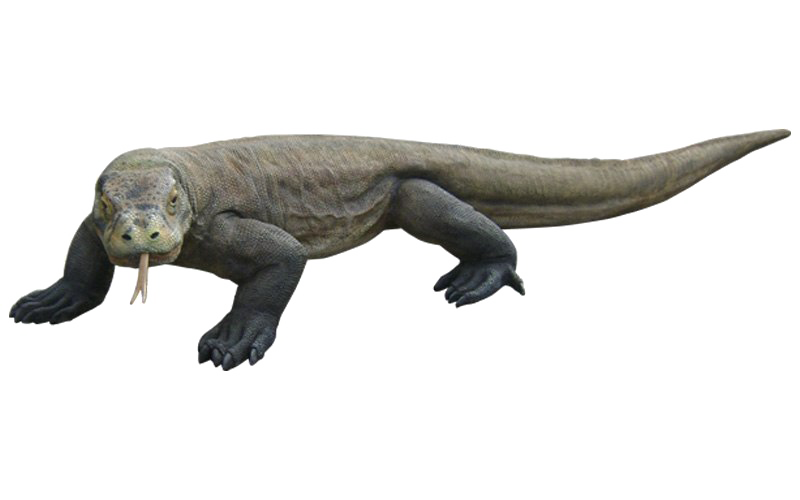 Komodo Dragon Png Hd (lavender, black, gray, white)