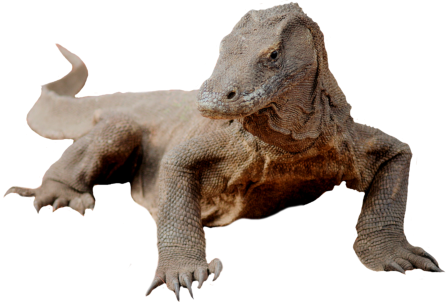 Komodo Dragon Png Image (black)