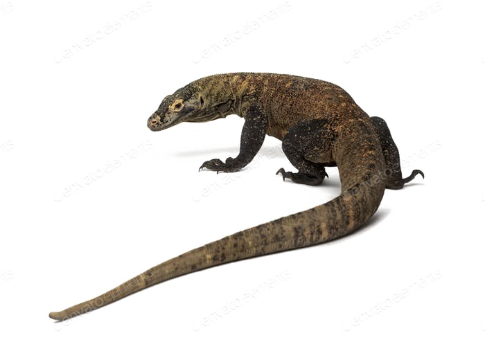 Komodo Dragon Png Photos (white)