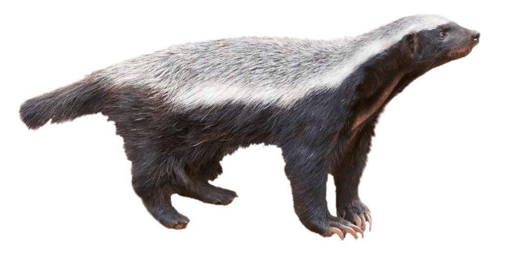 Honey Badger Png Clipart (gray)