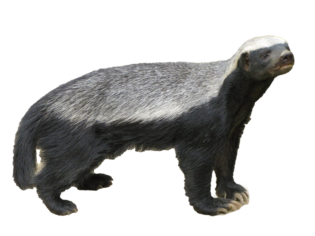 Honey Badger Png Free Download (black)