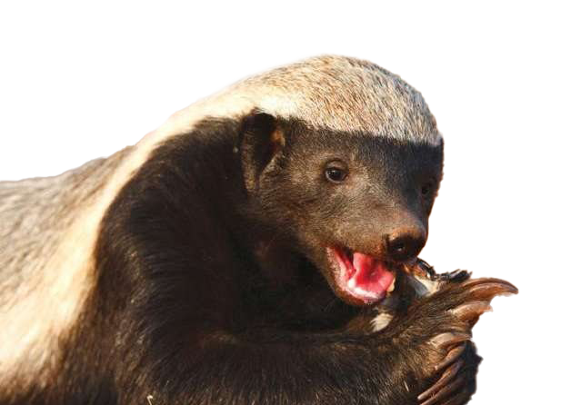 Honey Badger Png Transparent Hd Photo (black, white)