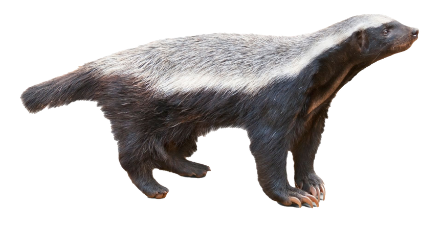 Honey Badger Png Transparent Image (black, silver)