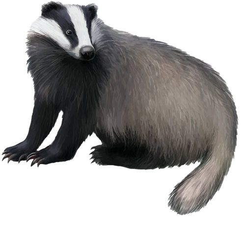 Honey Badger Transparent Png (black)