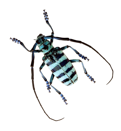 Longhorn Beetle Transparent Png (black)