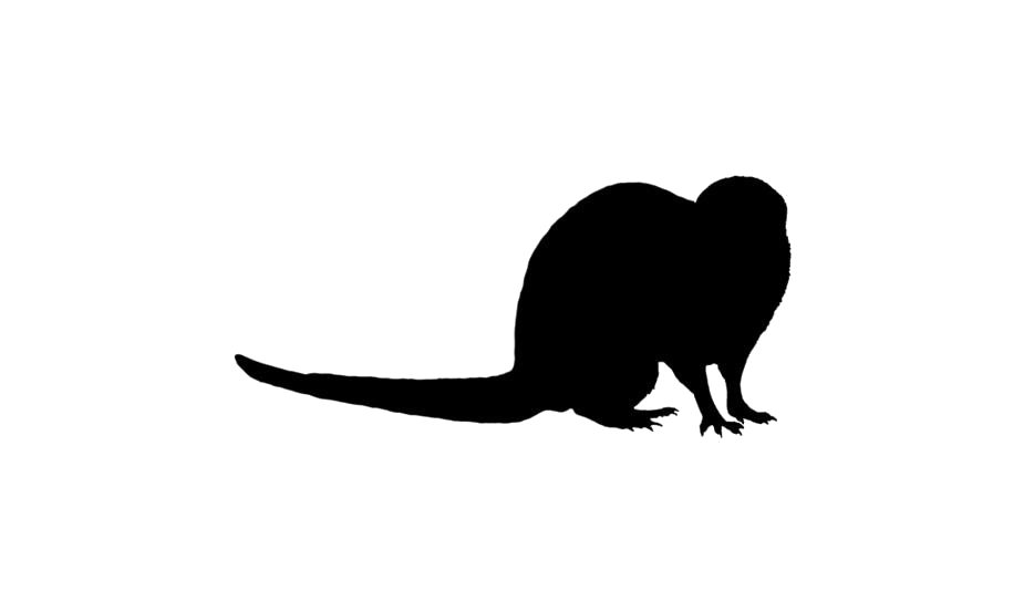 Mongooses Png Free Download (gray, silver, lavender, black, white)