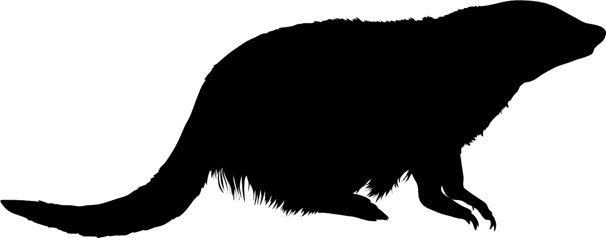 Mongooses Png Hd (gray, black)