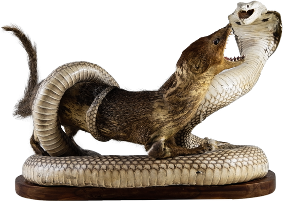 Mongooses Png Transparent (black)