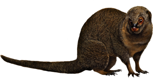 Mongooses Png (black)