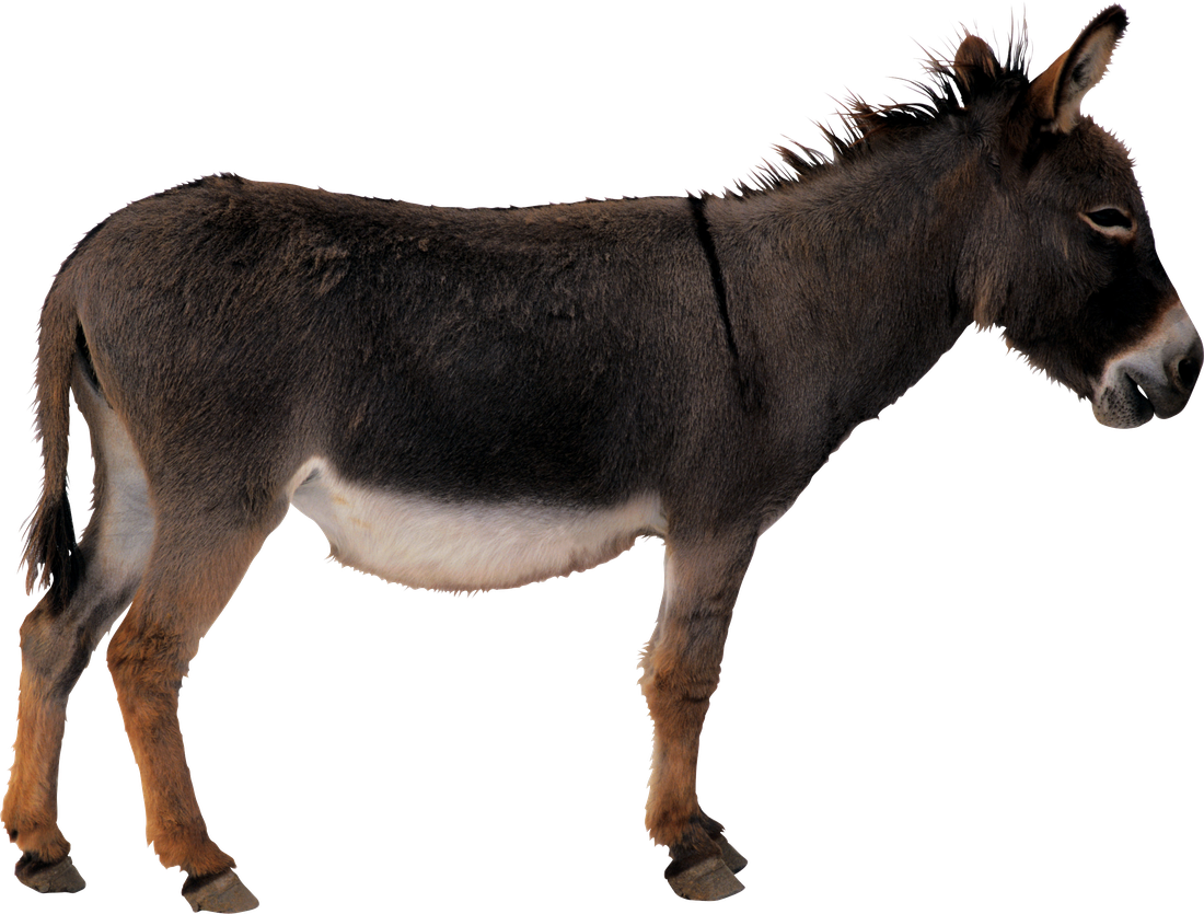 Donkey Animal Png Free Download (black)