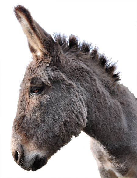 Donkey Animal Png Photo (black, indigo, gray)