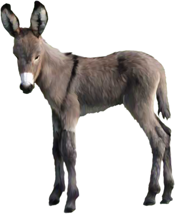 Donkey Animal Png Pic (black, gray)