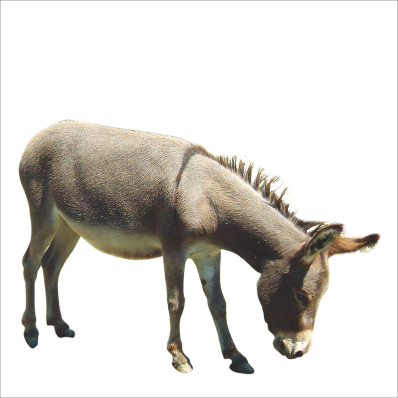 Donkey Animal Png Picture (black, gray)