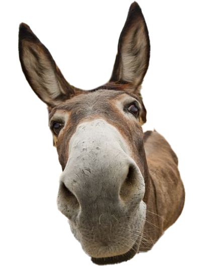 Donkey Animal Png Transparent Image (beige, silver, white)