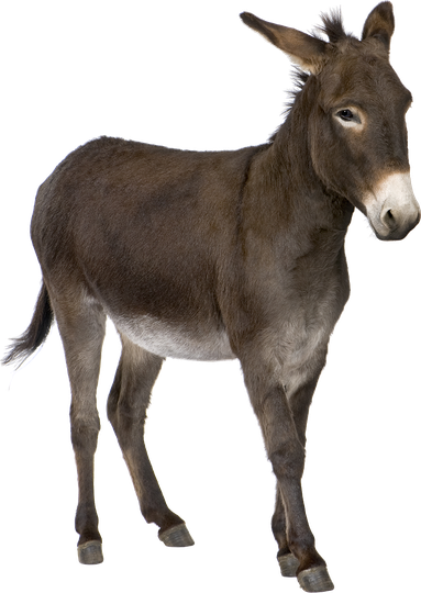 Donkey Animal Png Transparent Picture (olive, black, indigo, maroon)