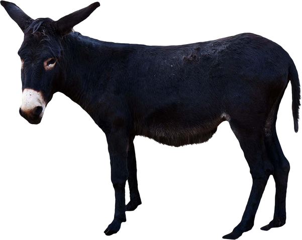 Donkey Animal Transparent Background (black)