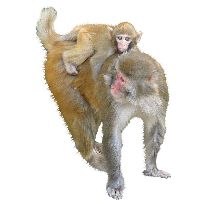 Monkey Download Png Image (black)