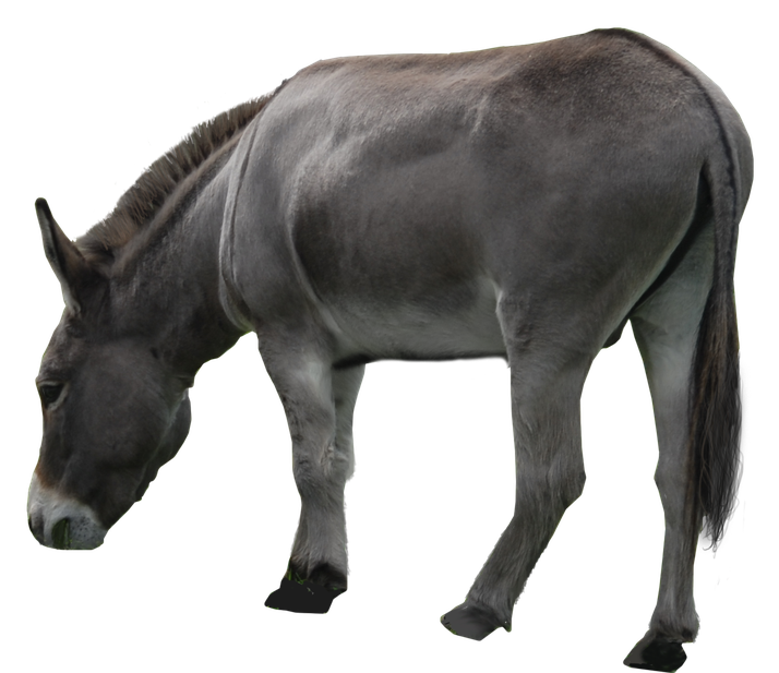 Donkey Mule Png Clipart (black, gray)