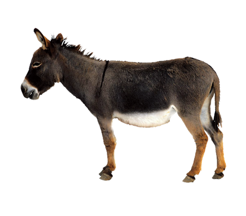 Donkey Mule Png Image (black, white)