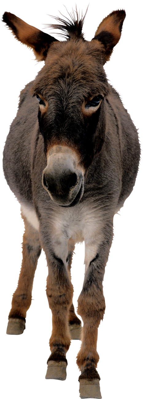 Donkey Mule Png Transparent Image (black)