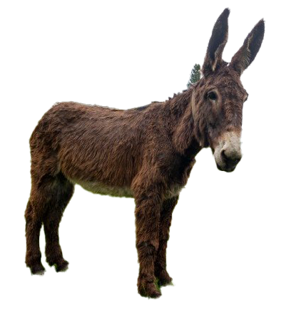 Donkey Png Background Image (olive, black, white)