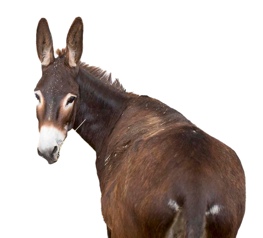 Donkey Png Clipart (olive, black, gray)