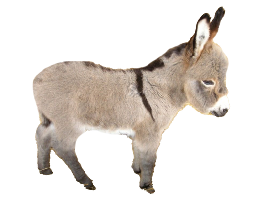 Donkey Png Image (black, silver)