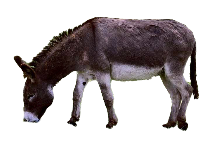 Donkey Png Photo (black, indigo, white)