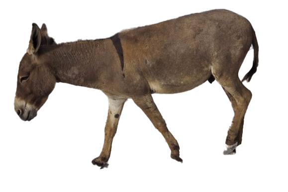 Donkey Png Picture (olive, gray, white)