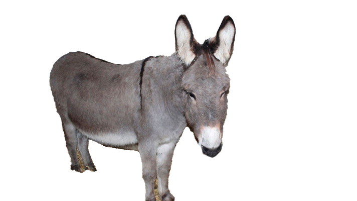 Donkey Png Transparent Image (black, gray)