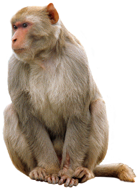 Monkey Png Free Download (black)