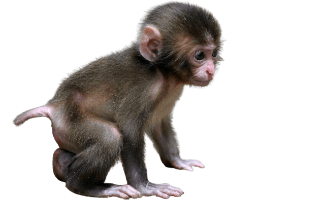 Monkey Png Isolated Hd (gray, black)