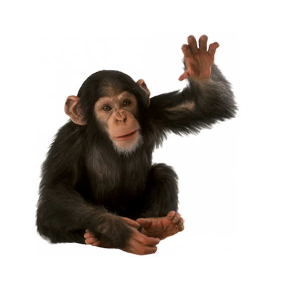 Monkey Png Isolated Image (gray, silver, lavender, black, white)