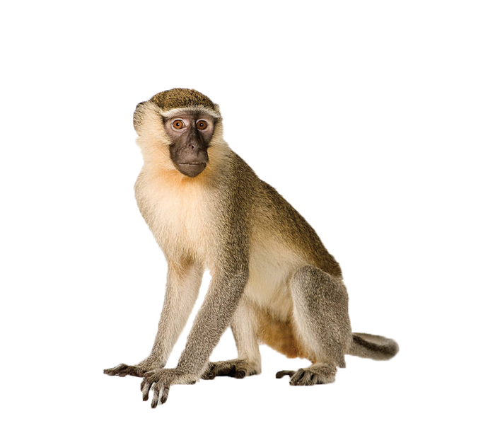 Monkey Png Isolated Pic (gray, pink, silver, black, salmon)