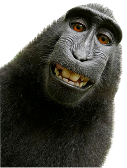 Monkey Png Photo (black)