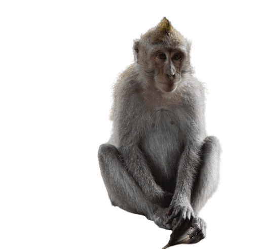 Monkey Png Photos (gray, black)