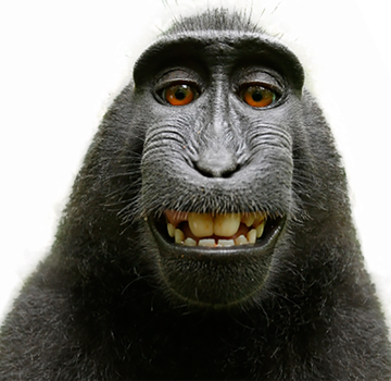 Monkey Png Pic (gray, black)