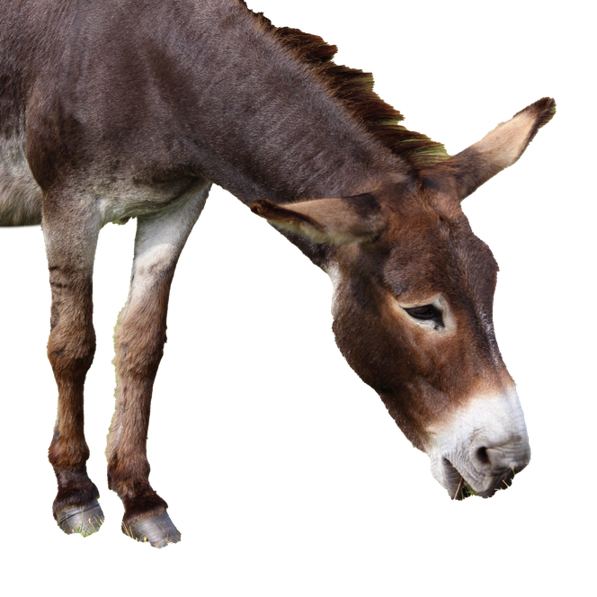 Donkey Transparent Background (black, gray, indigo)