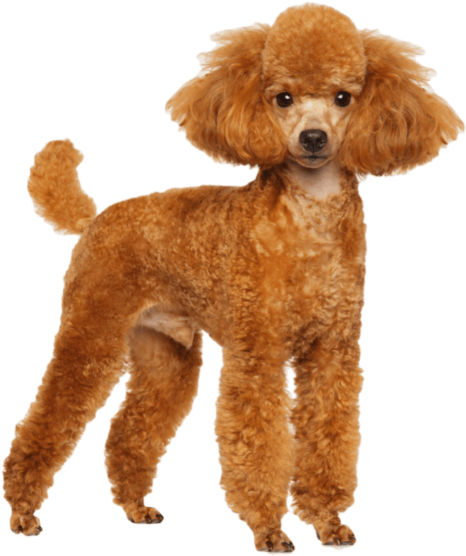 Poodle Download Png Image (black, chocolate)