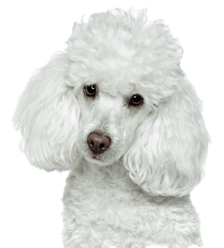 Poodle Png File (lavender, black, beige)