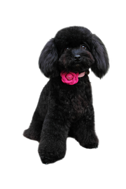 Poodle Png Hd (black)