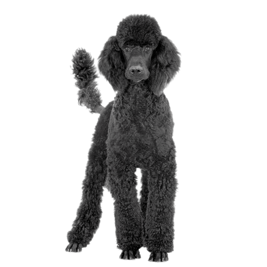 Poodle Png Image (black, gray, indigo)