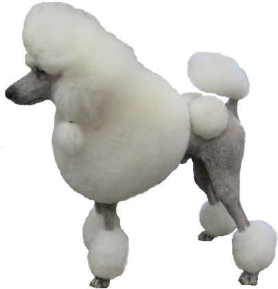 Poodle Png Isolated Image (black, silver)