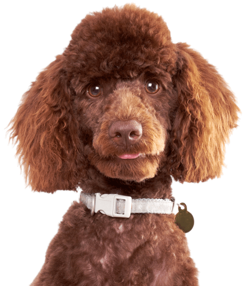 Poodle Png Isolated Photo (chocolate, black, maroon, white)