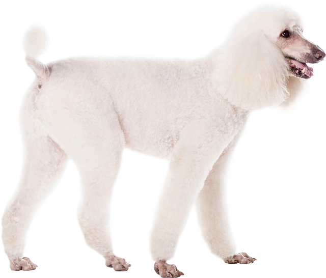 Poodle Png Isolated Pic (lavender, beige, white)