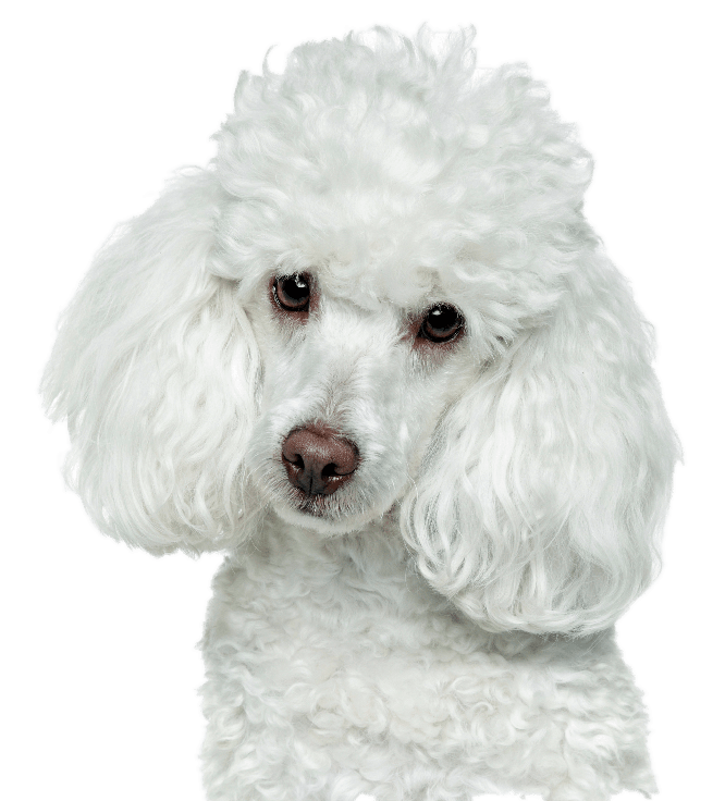 Poodle Png Photo (lavender, gray, beige)