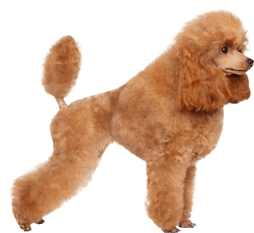 Poodle Png Pic (chocolate, black, salmon, white)