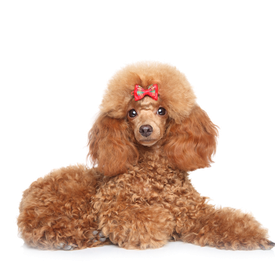 Poodle Png Transparent (black, silver, indigo, white)